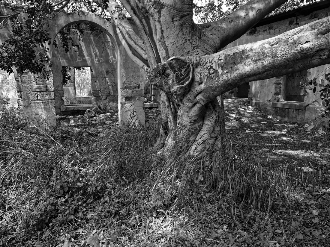 Trees
