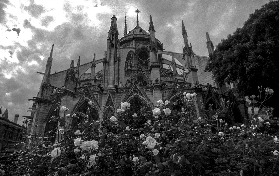  Roses for Notre Dame