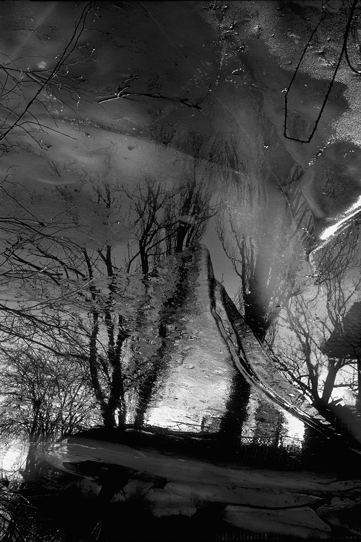 Trees are reflected in the Ice