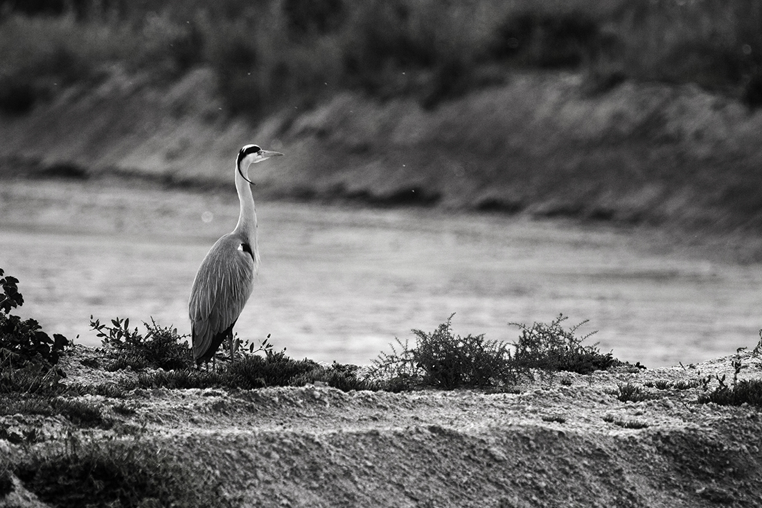 The life of the herons