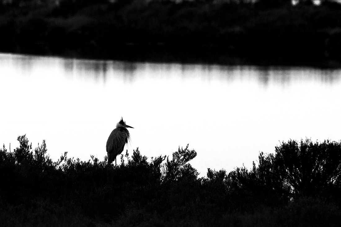 The life of the herons