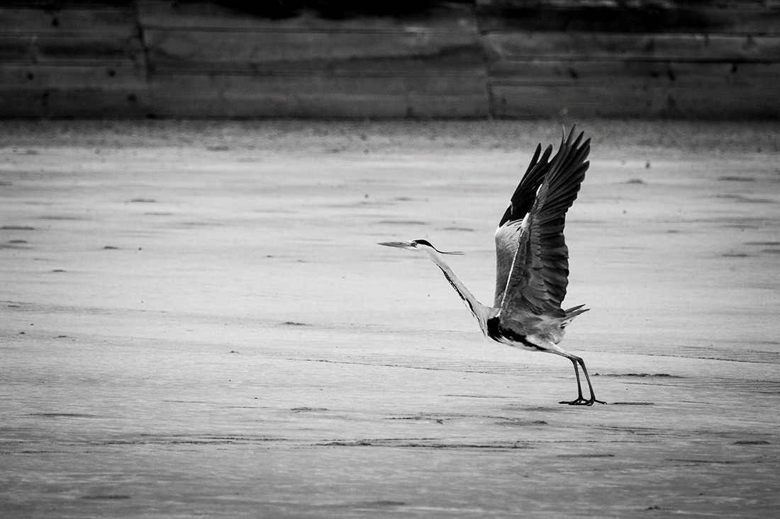 The life of the herons