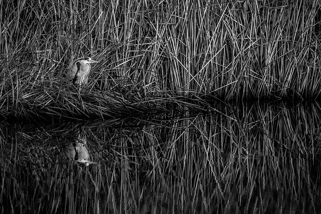 The life of the herons