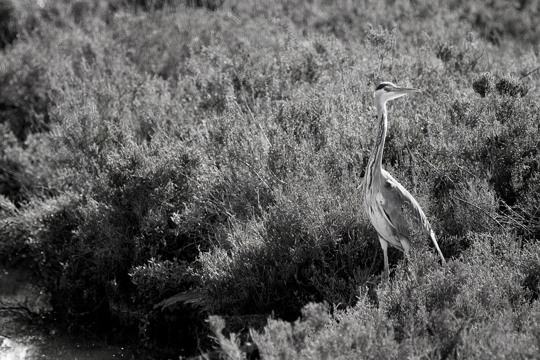 The life of the herons
