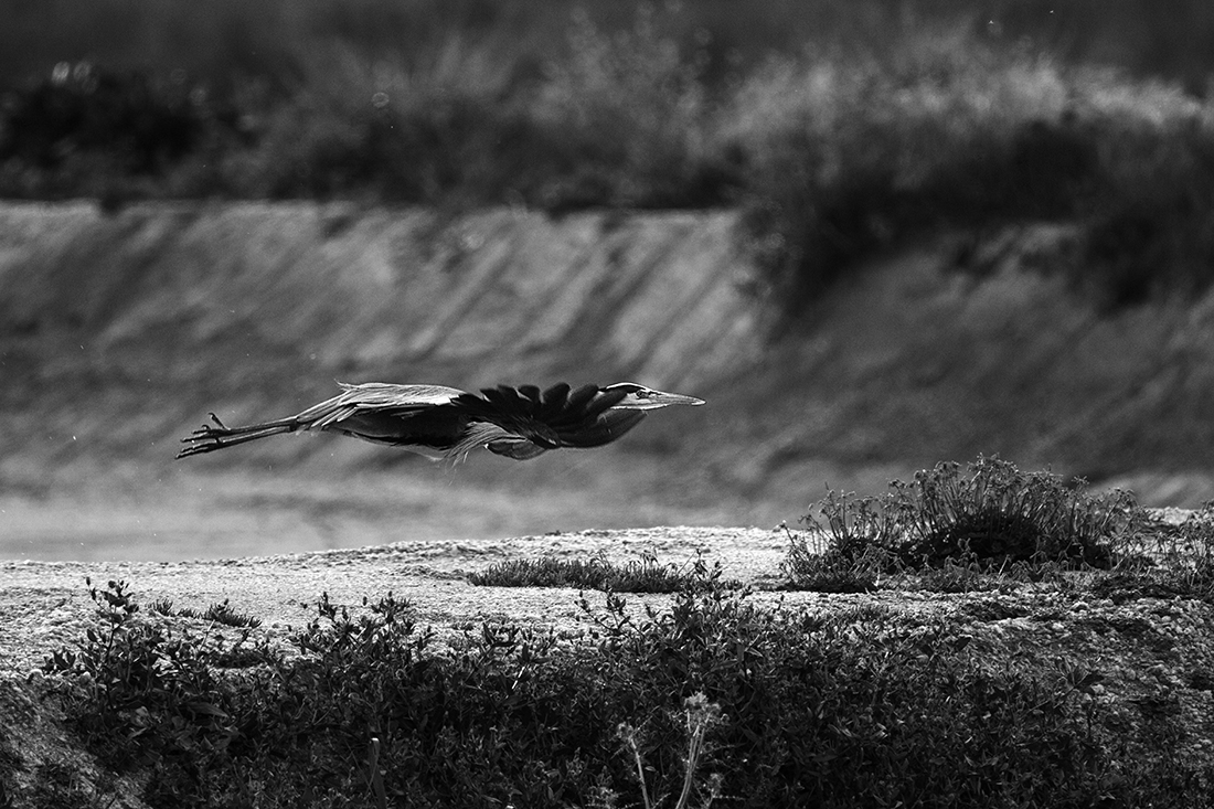 The life of the herons
