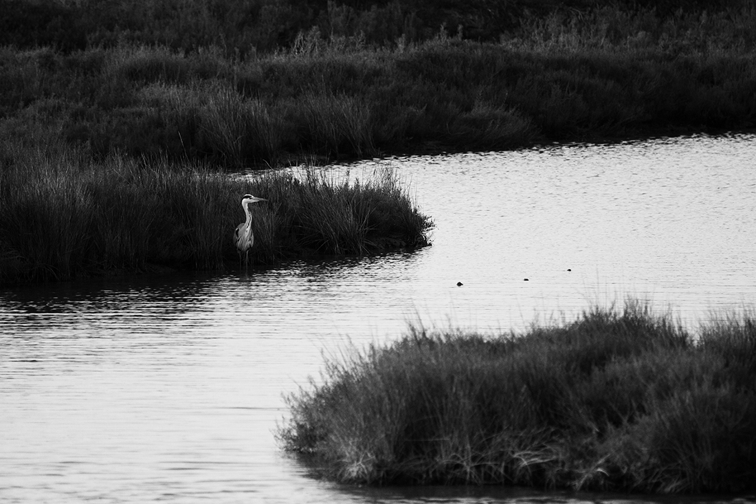 The life of the herons