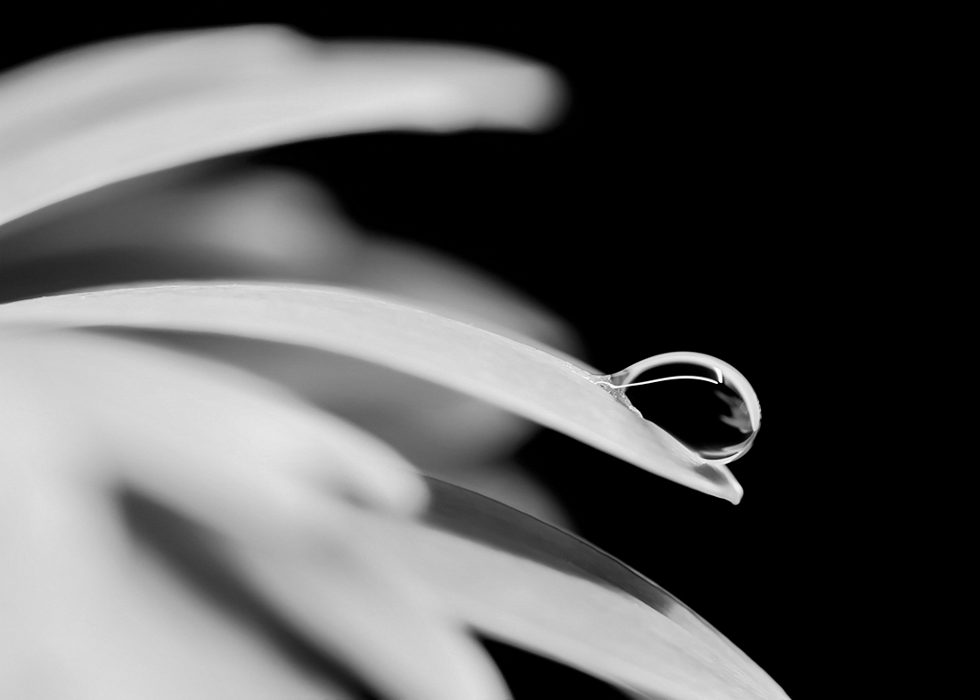 Dancing With Petals