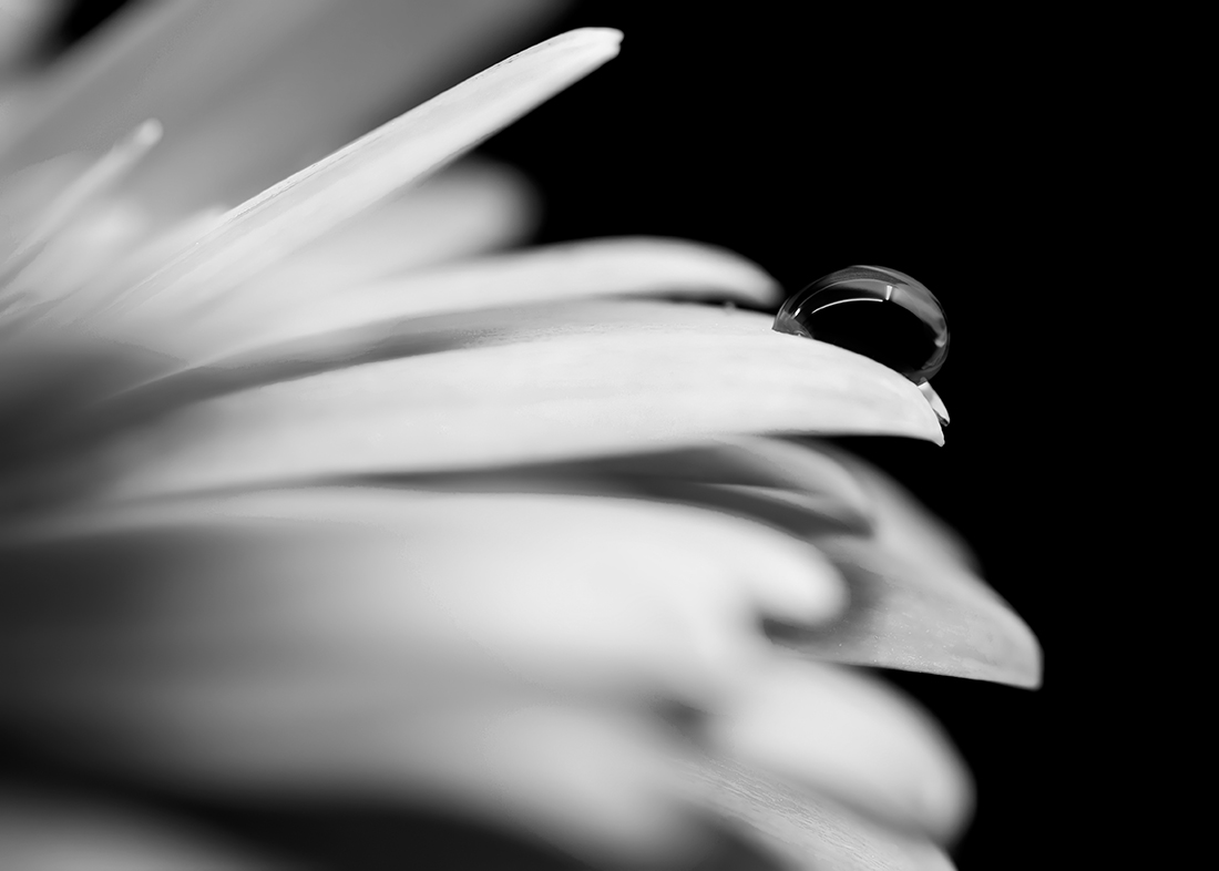 Dancing With Petals