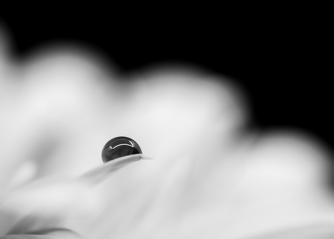 Dancing With Petals