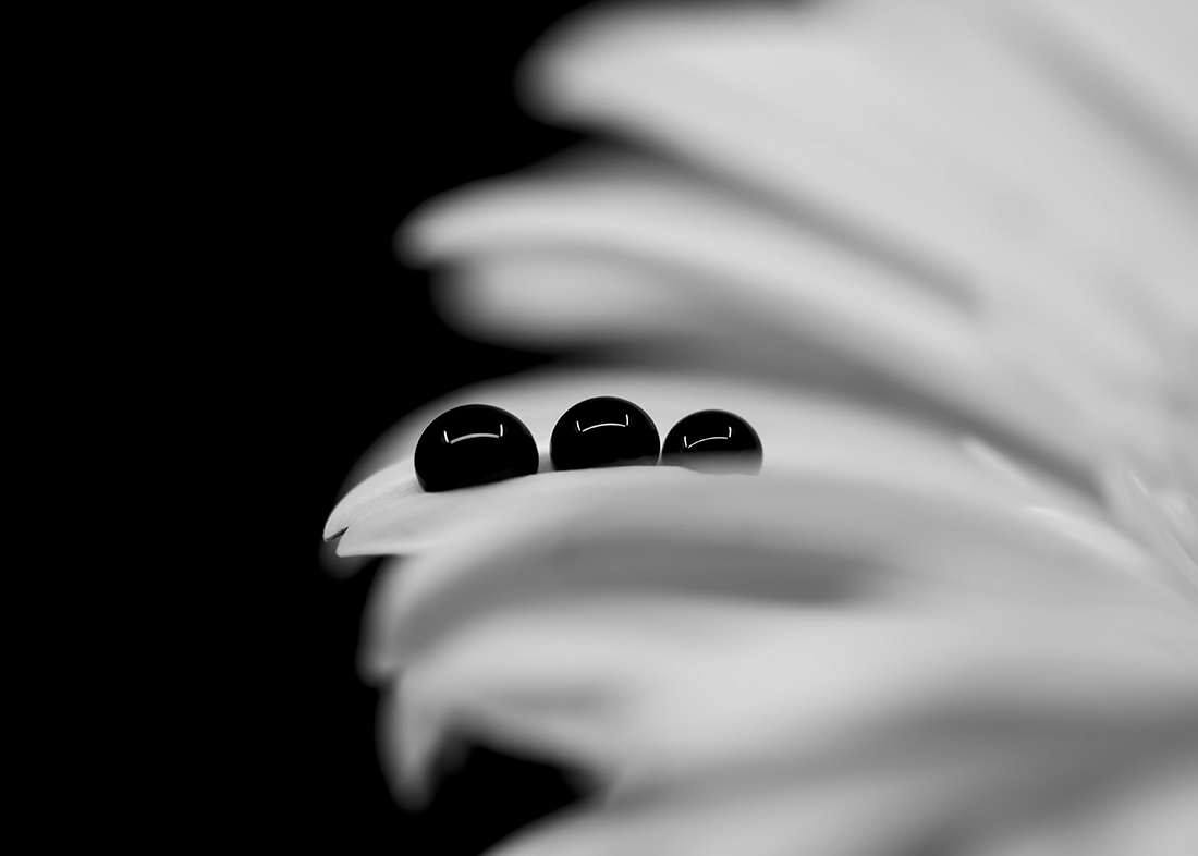 Dancing With Petals