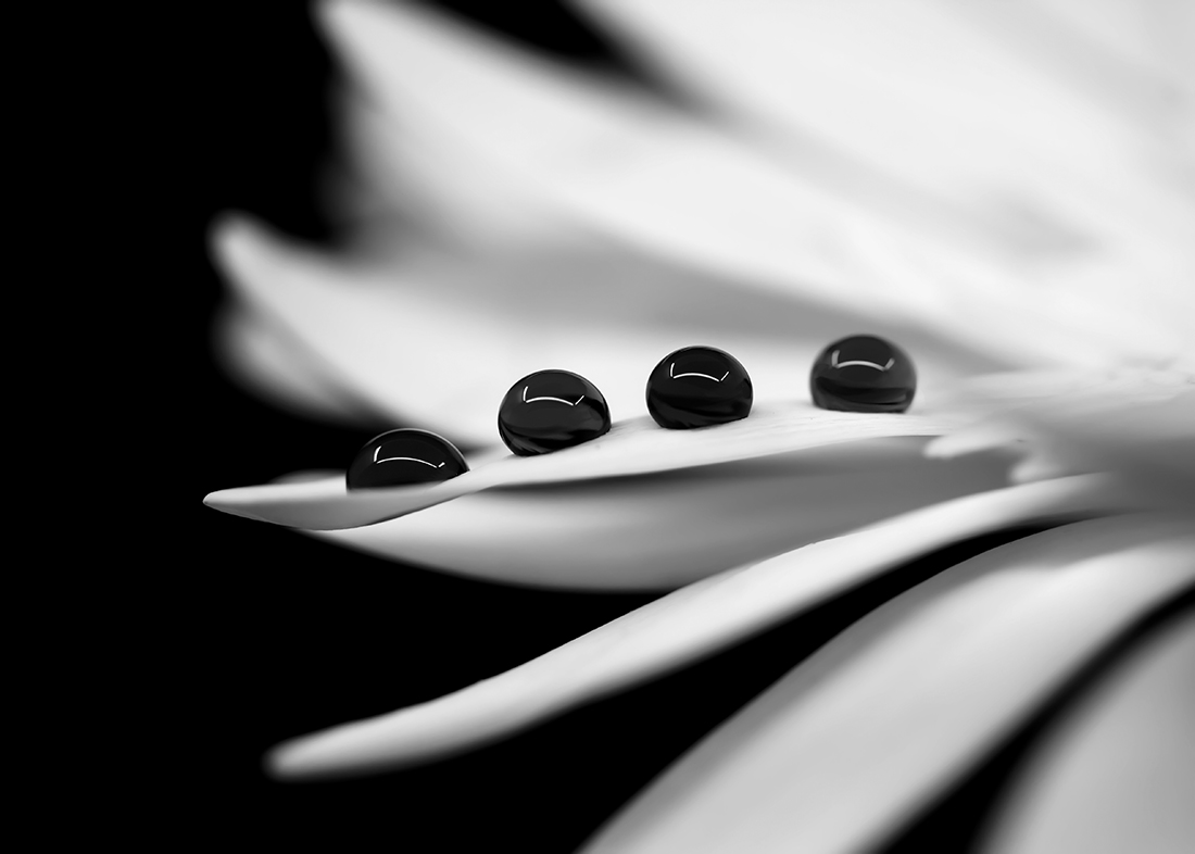 Dancing With Petals