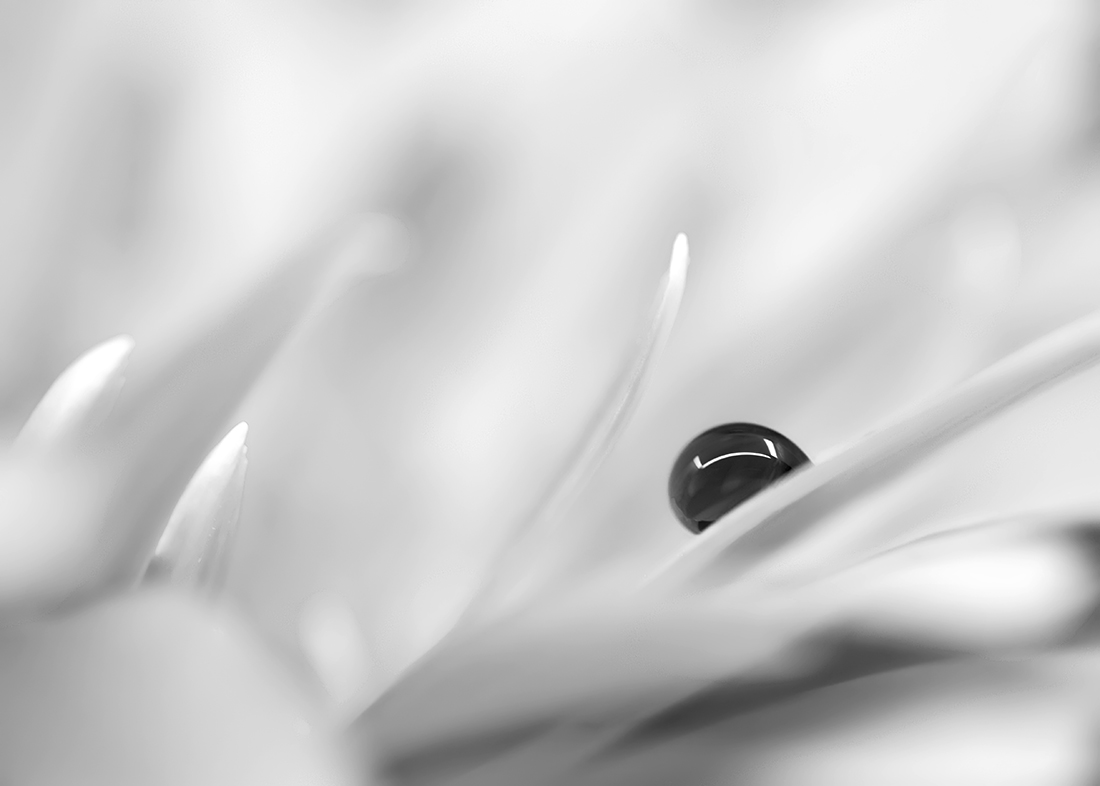 Dancing With Petals