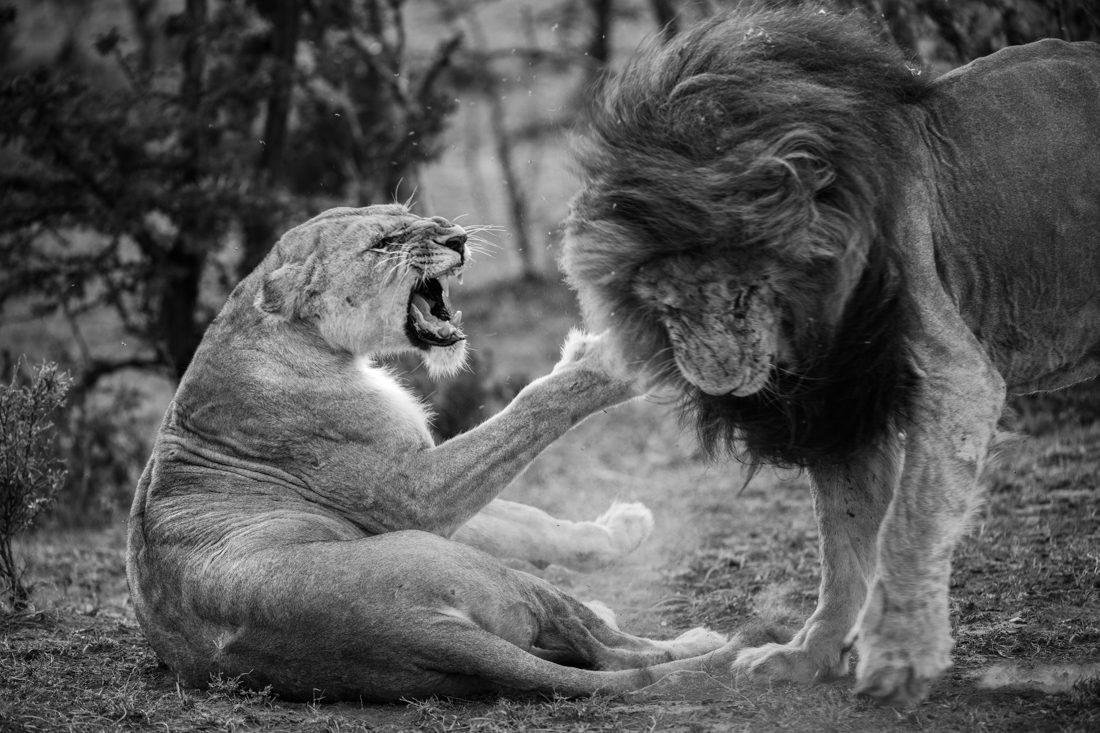 Big Cats 
