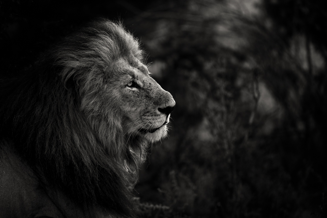 Big Cats 