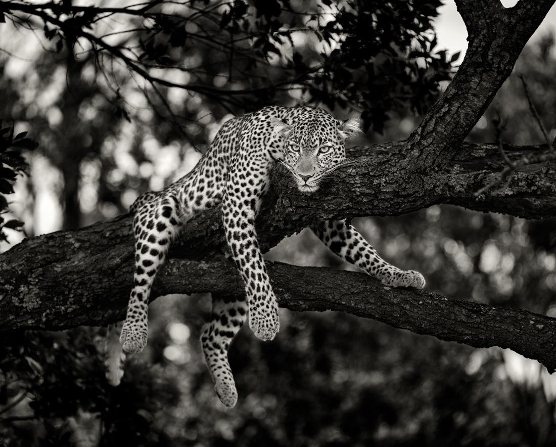 Big Cats 