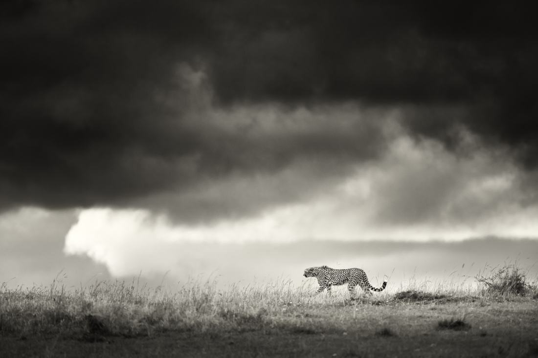 Big Cats 