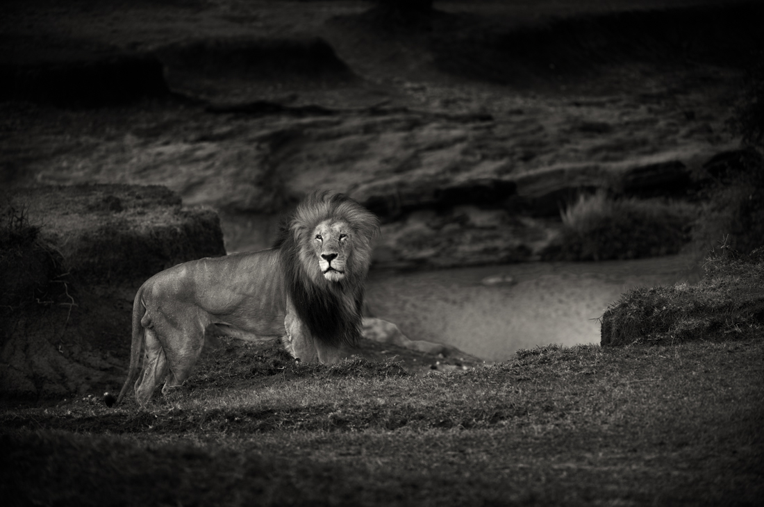 Big Cats 
