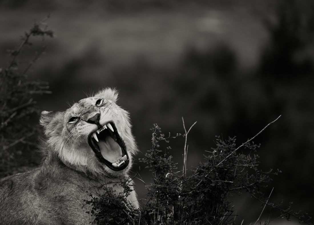 Big Cats 
