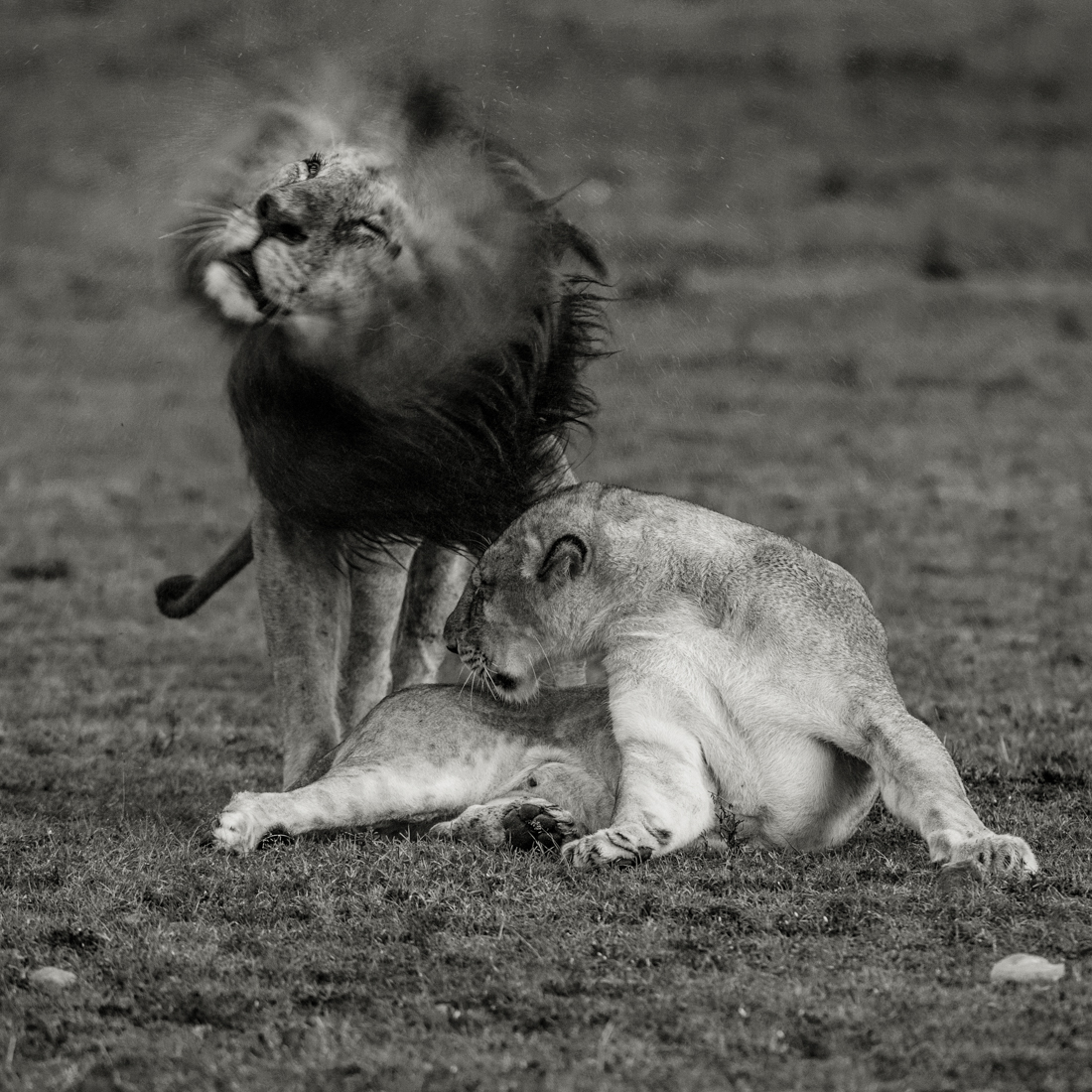 Big Cats 