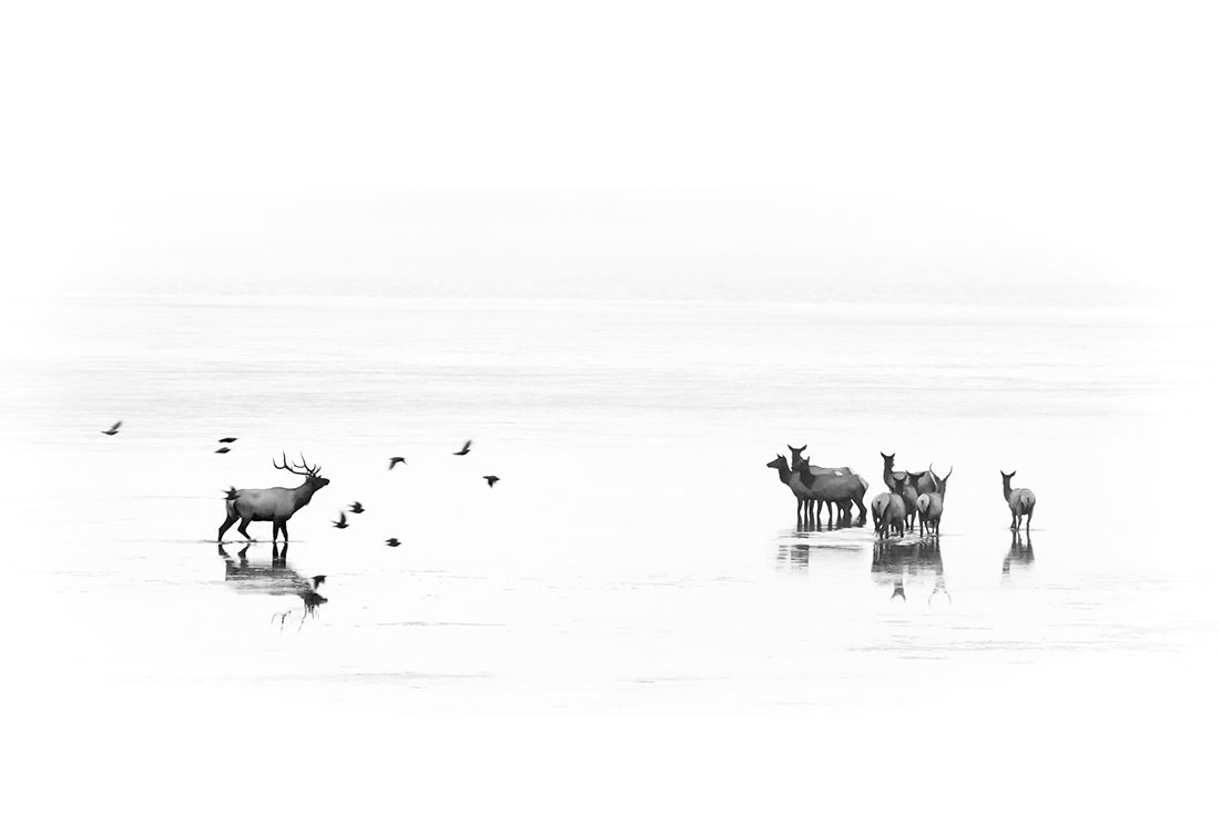 Elk & Wingmen