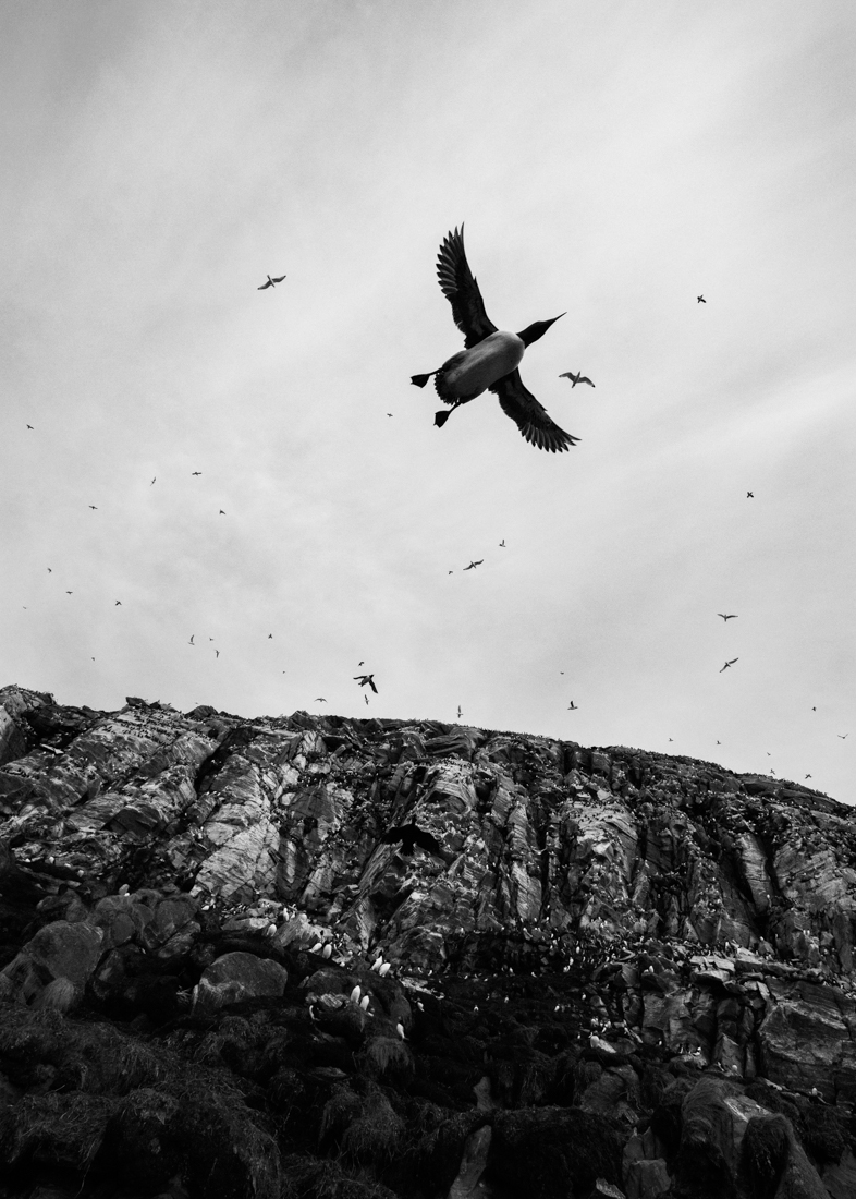 Guillemot
