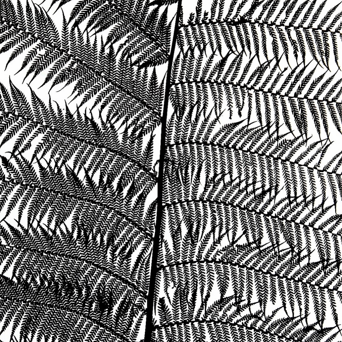Fern Studies