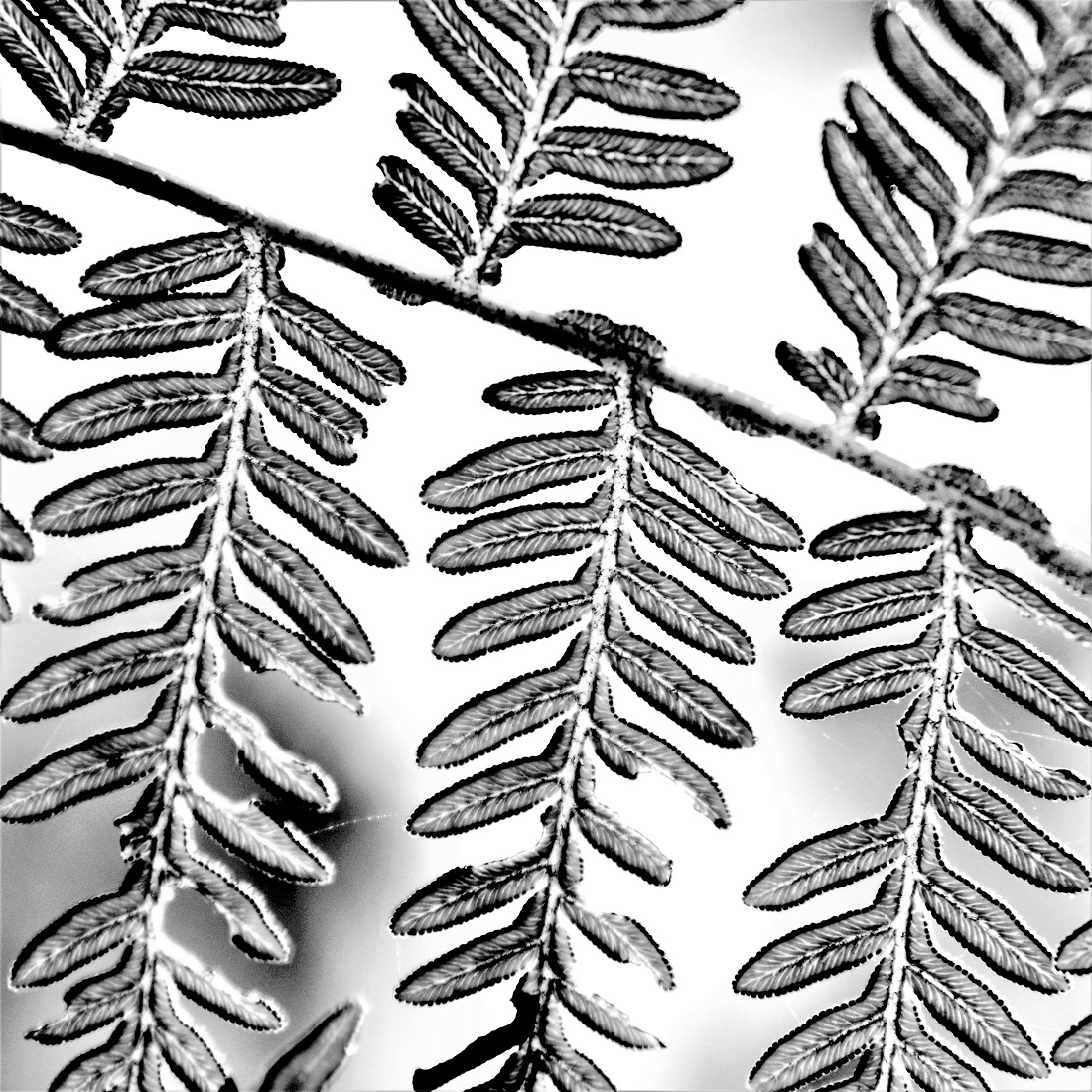 Fern Studies