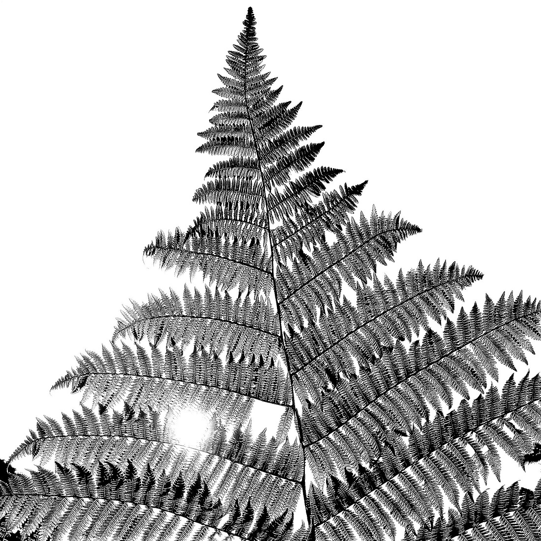 Fern Studies
