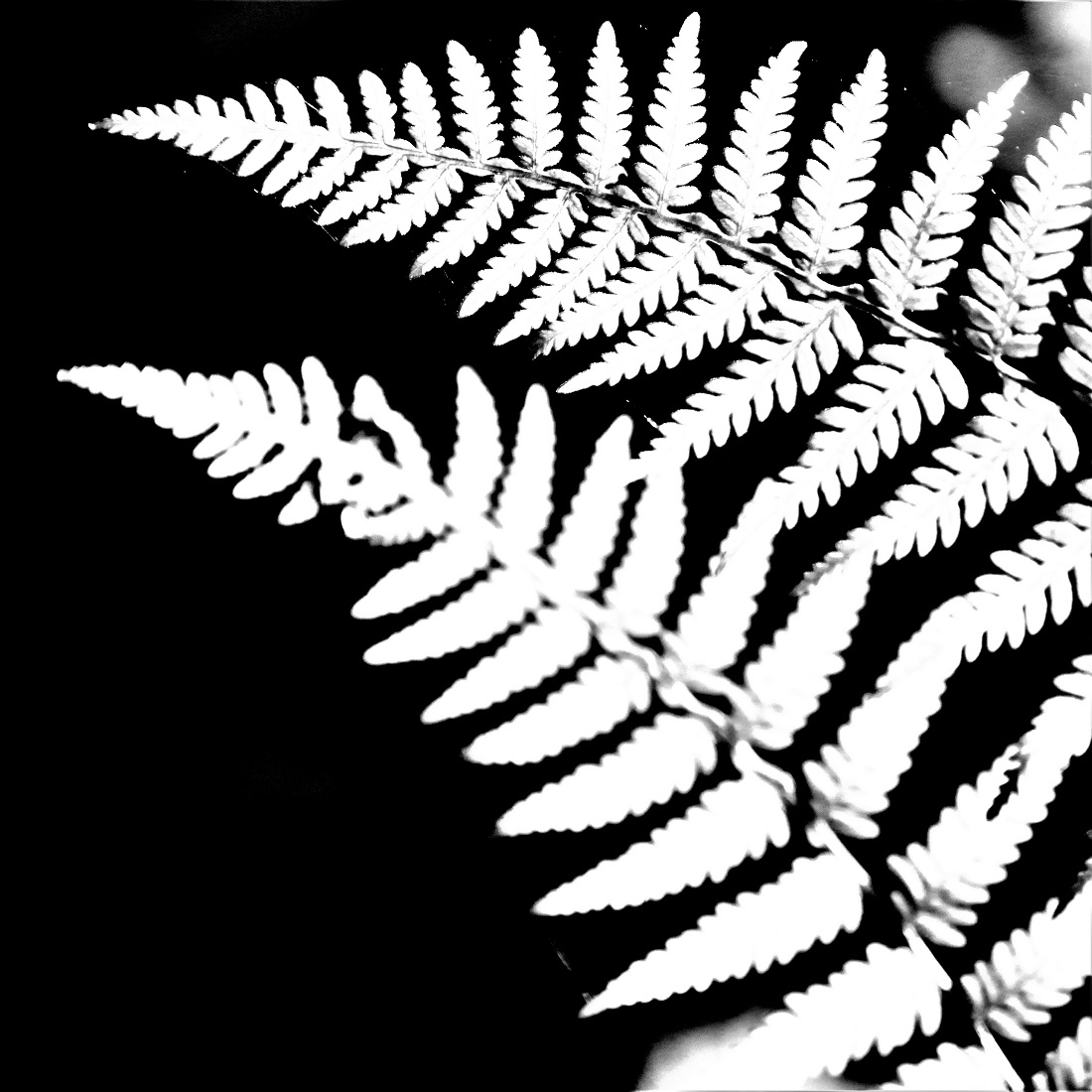 Fern Studies