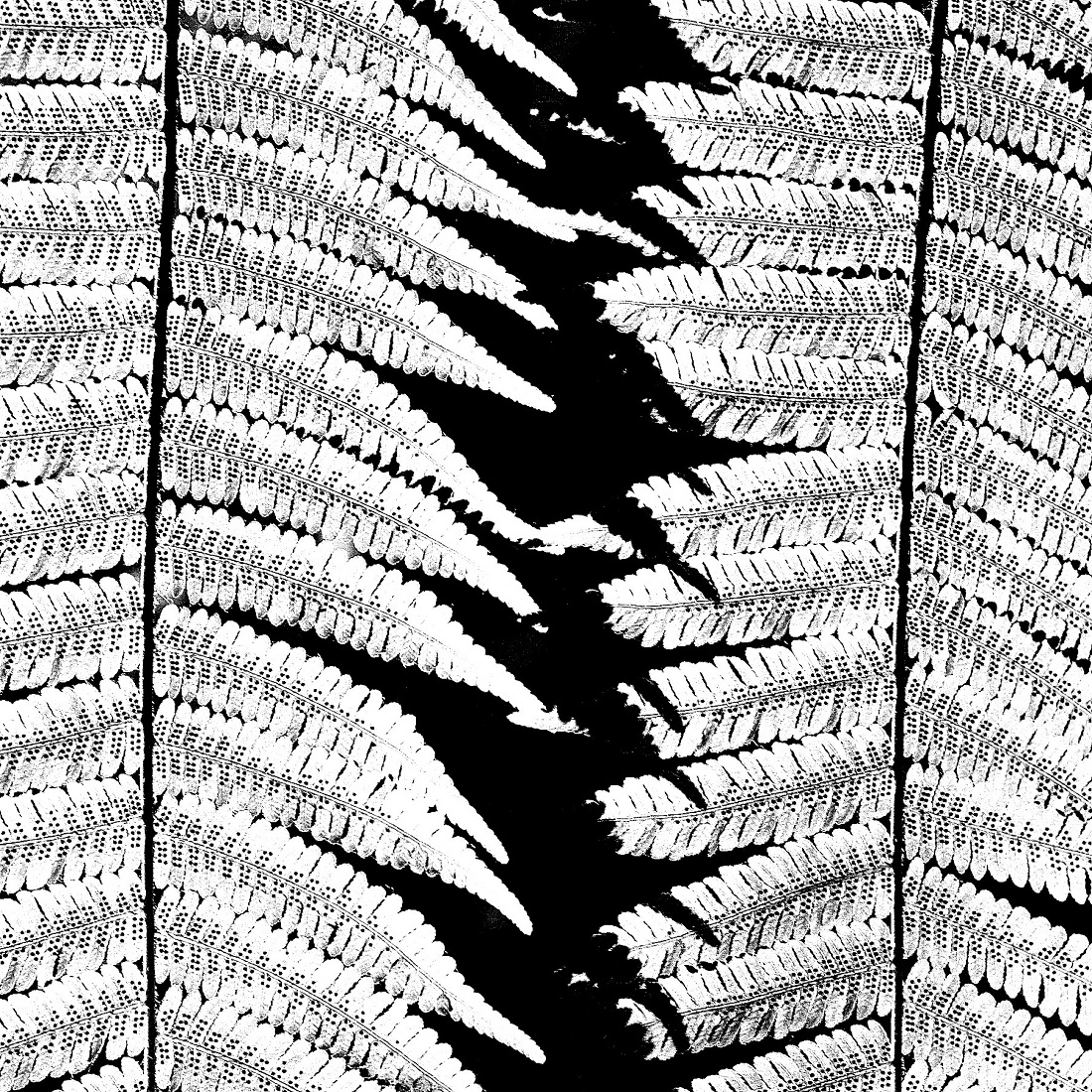Fern Studies