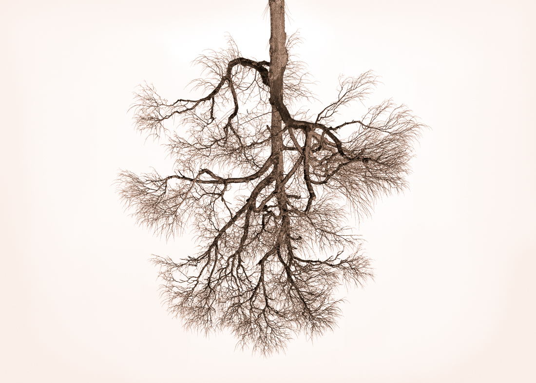 Tree Crowns