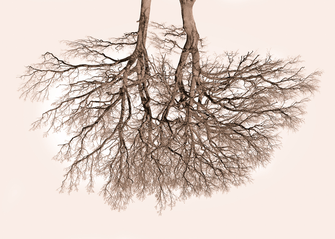 Tree Crowns