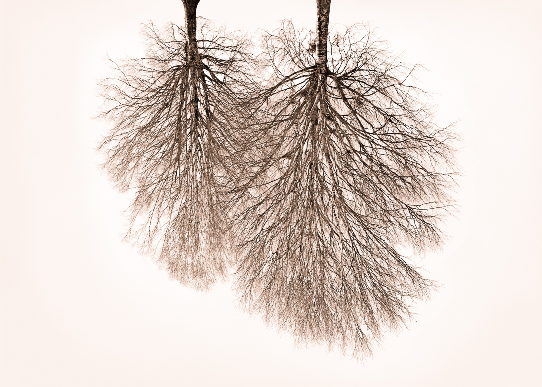 Tree Crowns