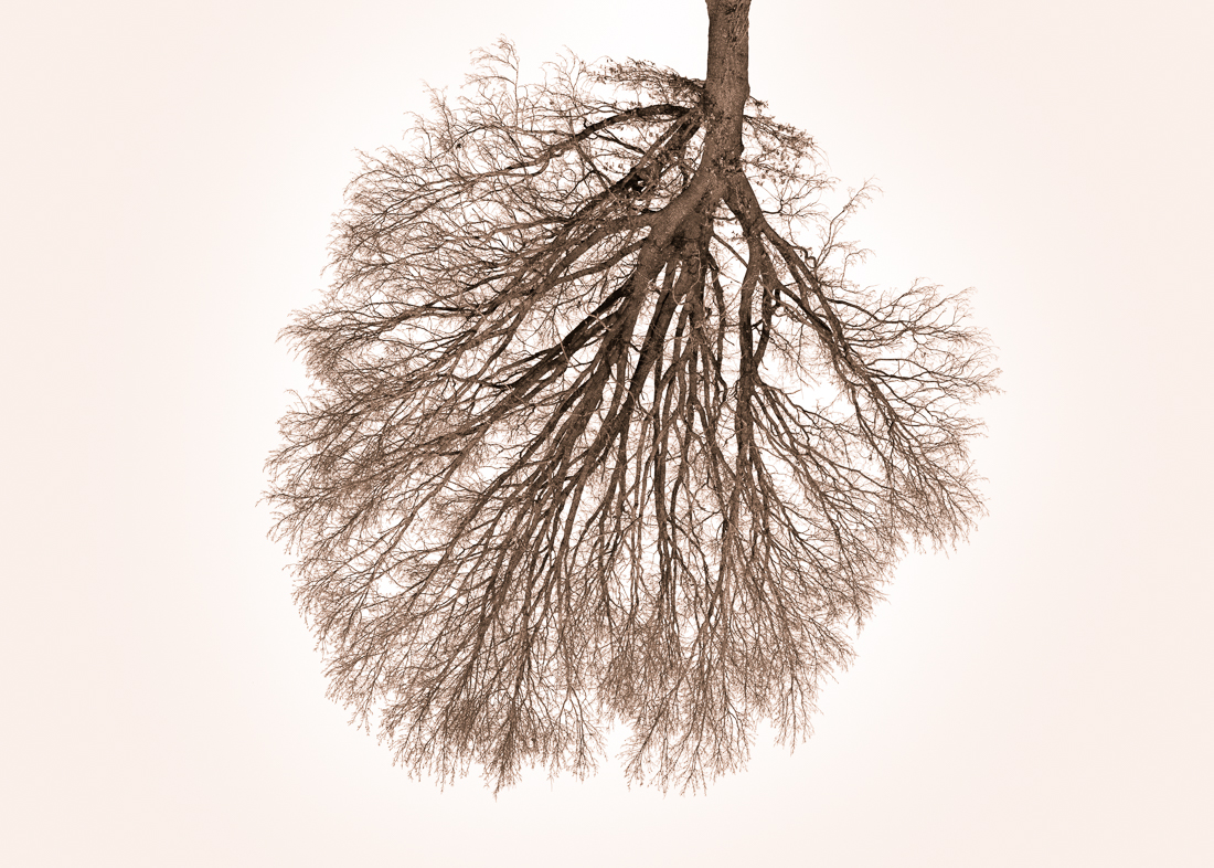 Tree Crowns
