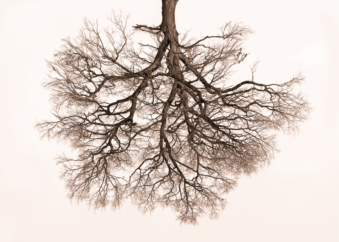Tree Crowns