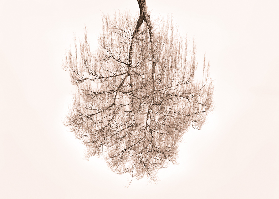 Tree Crowns