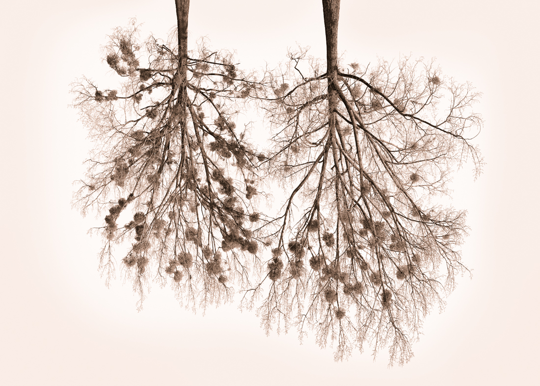 Tree Crowns