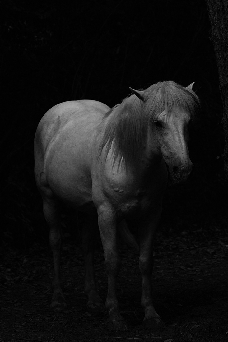 Camarge horses and their life 
