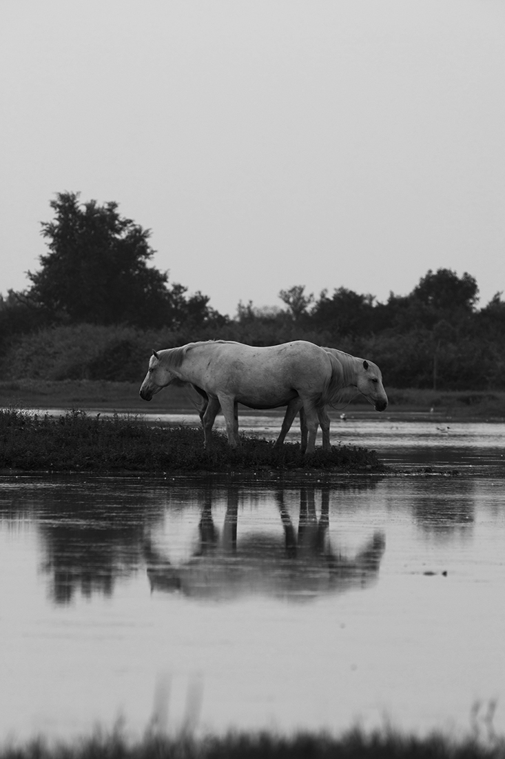 Camarge horses and their life 