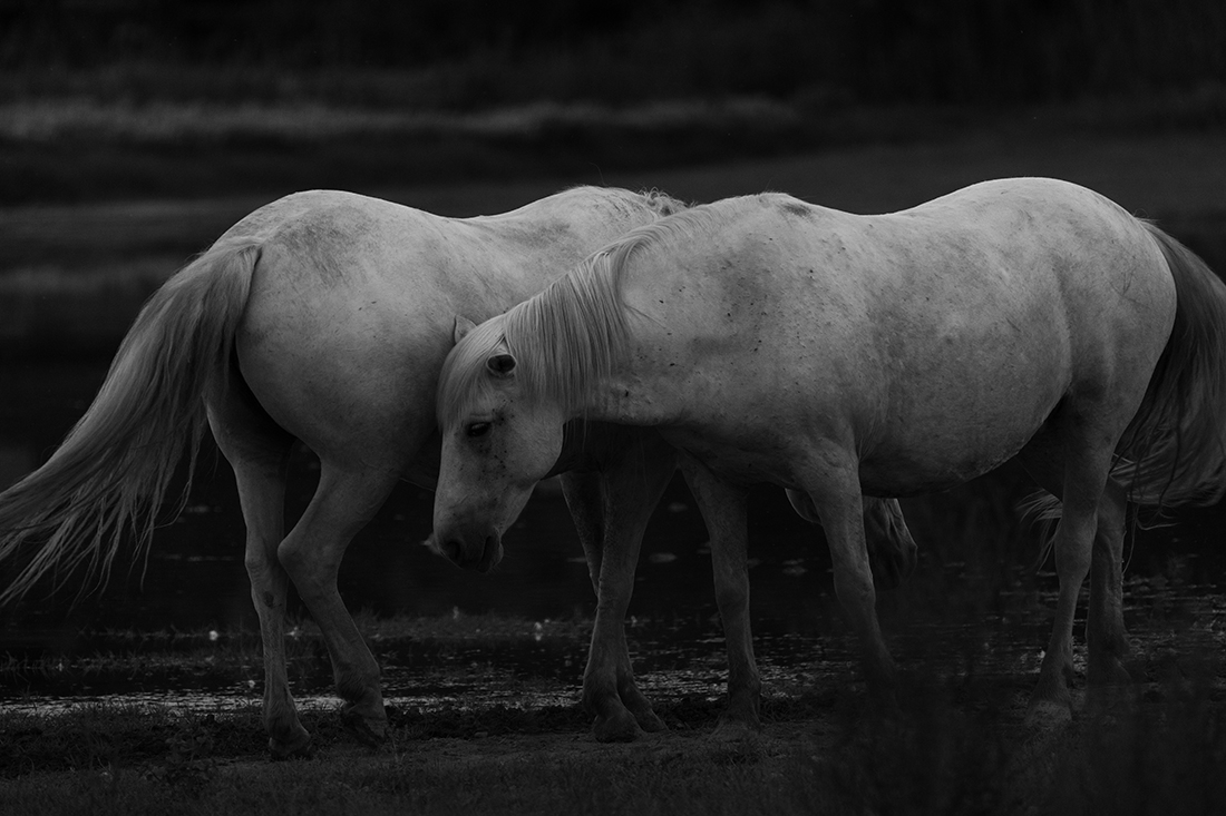 Camarge horses and their life 