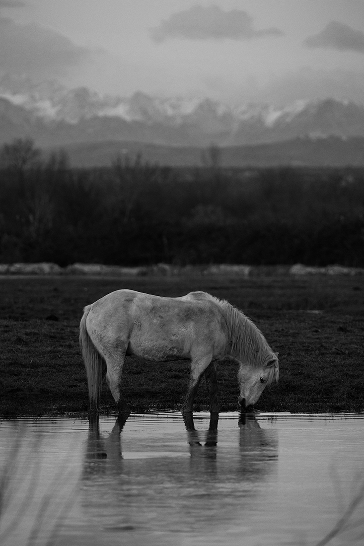Camarge horses and their life 