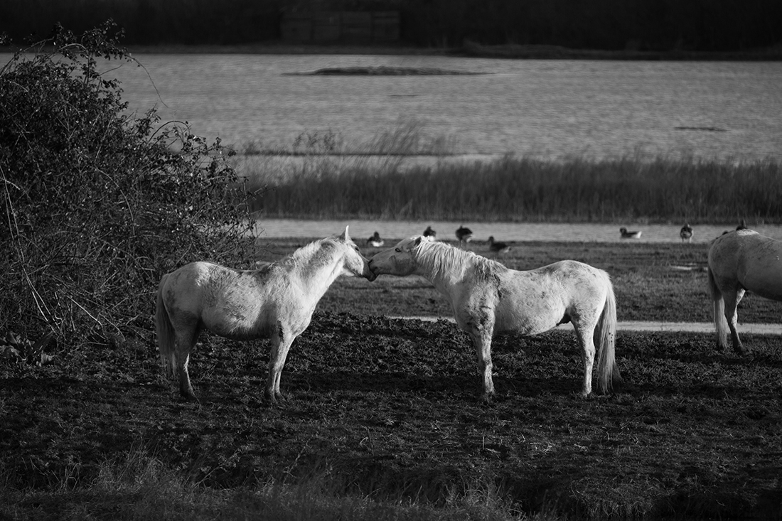 Camarge horses and their life 