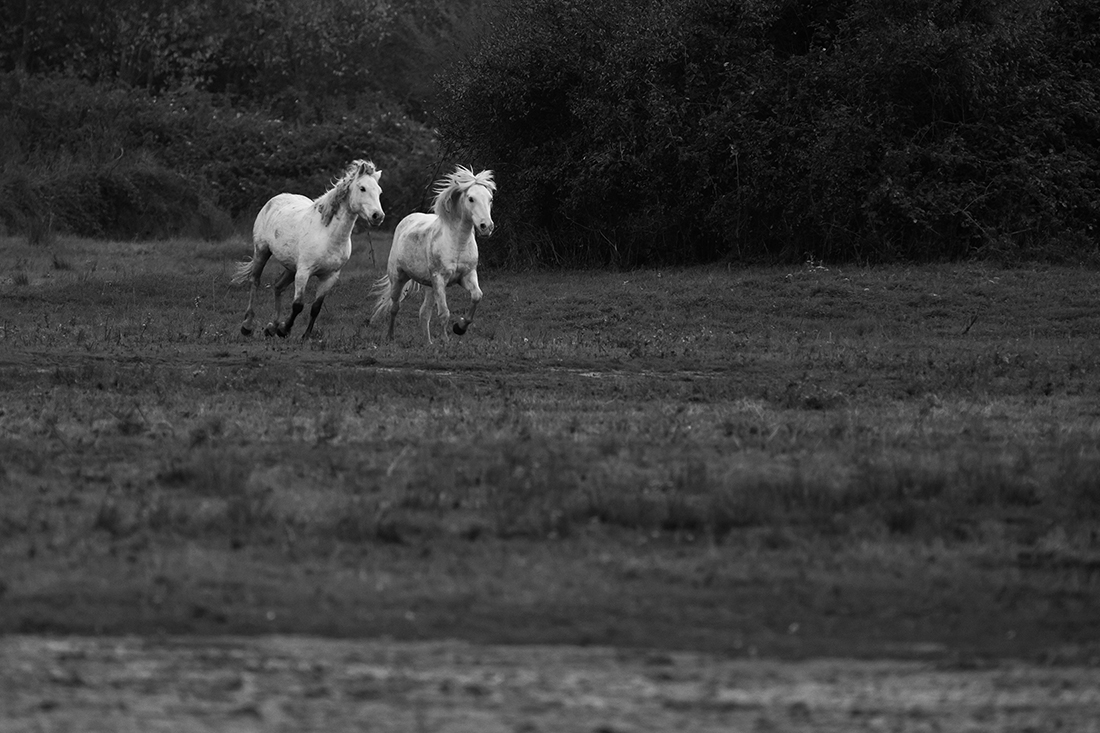 Camarge horses and their life 