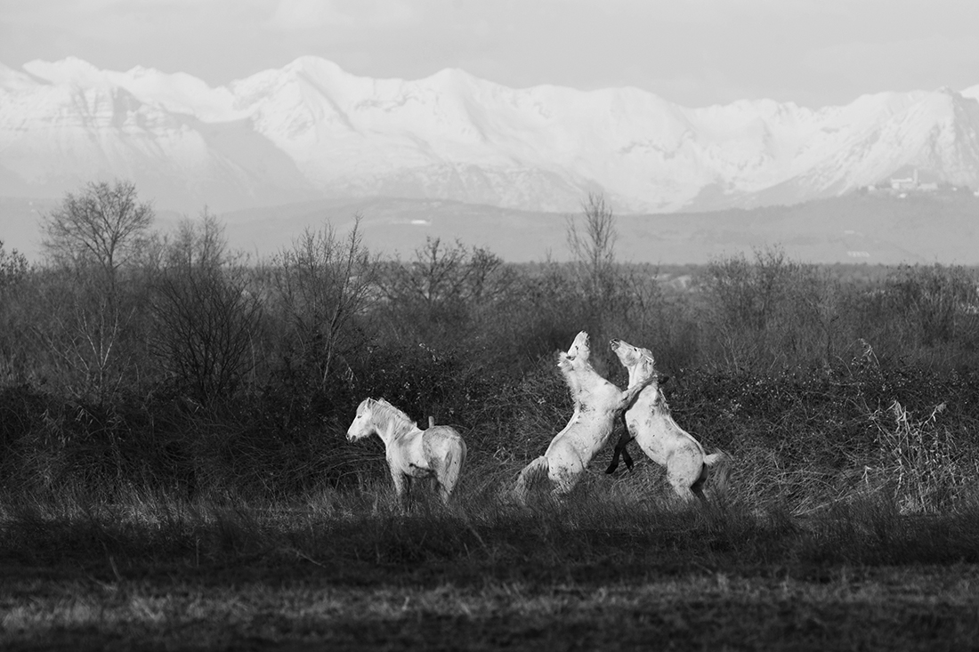 Camarge horses and their life 