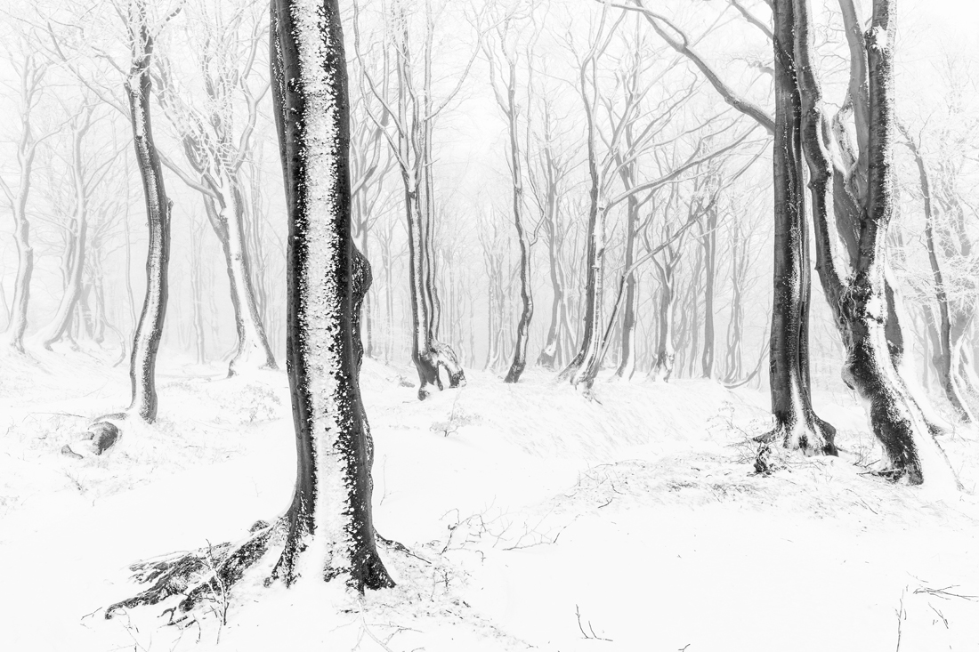 Beech forest