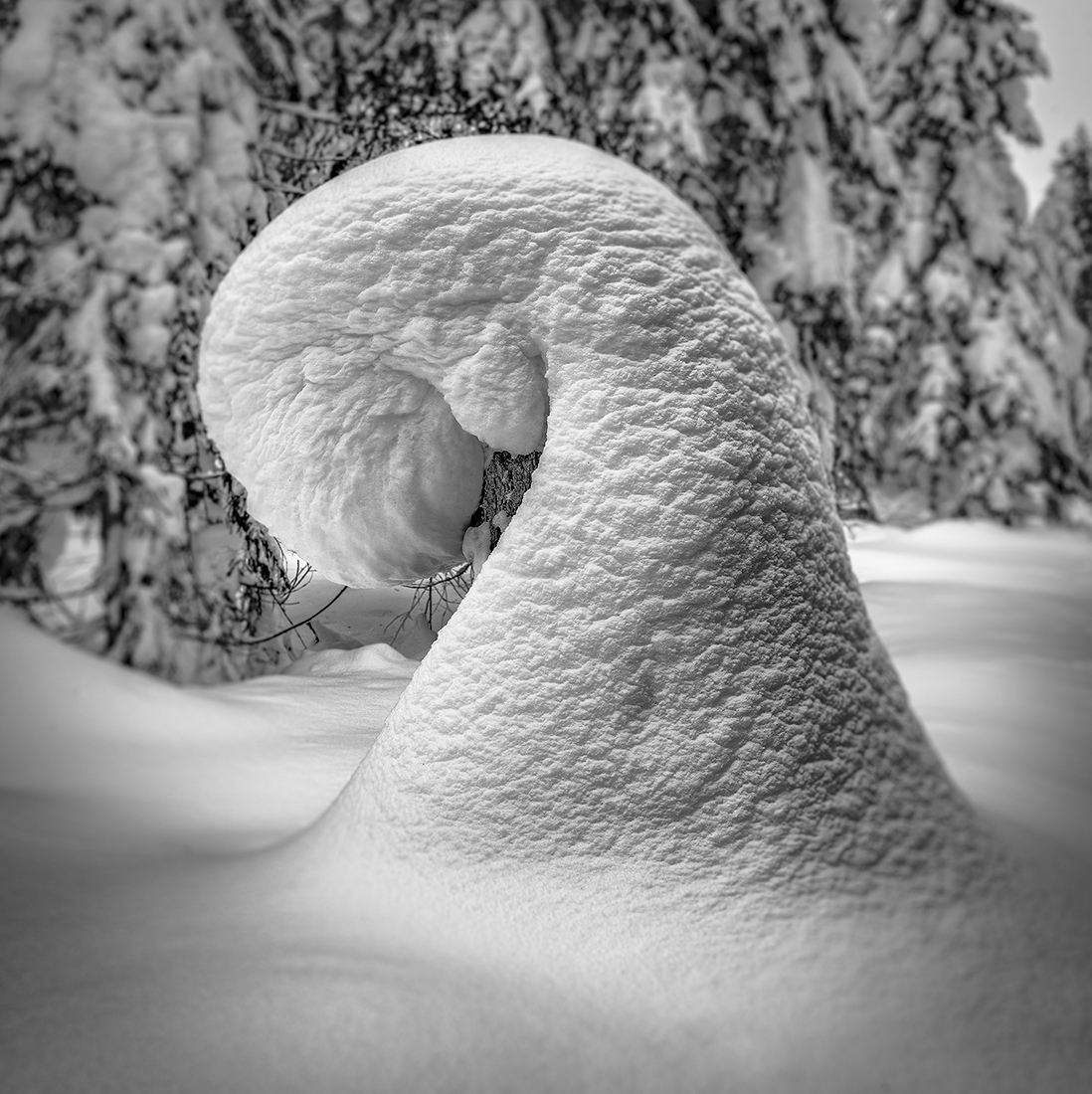 Winter snail