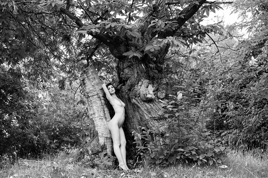 Freedom in the wood