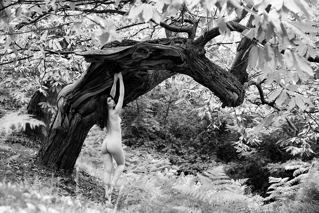 Freedom in the wood
