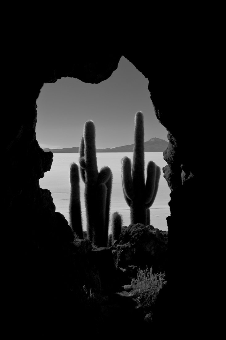 Cactus planet