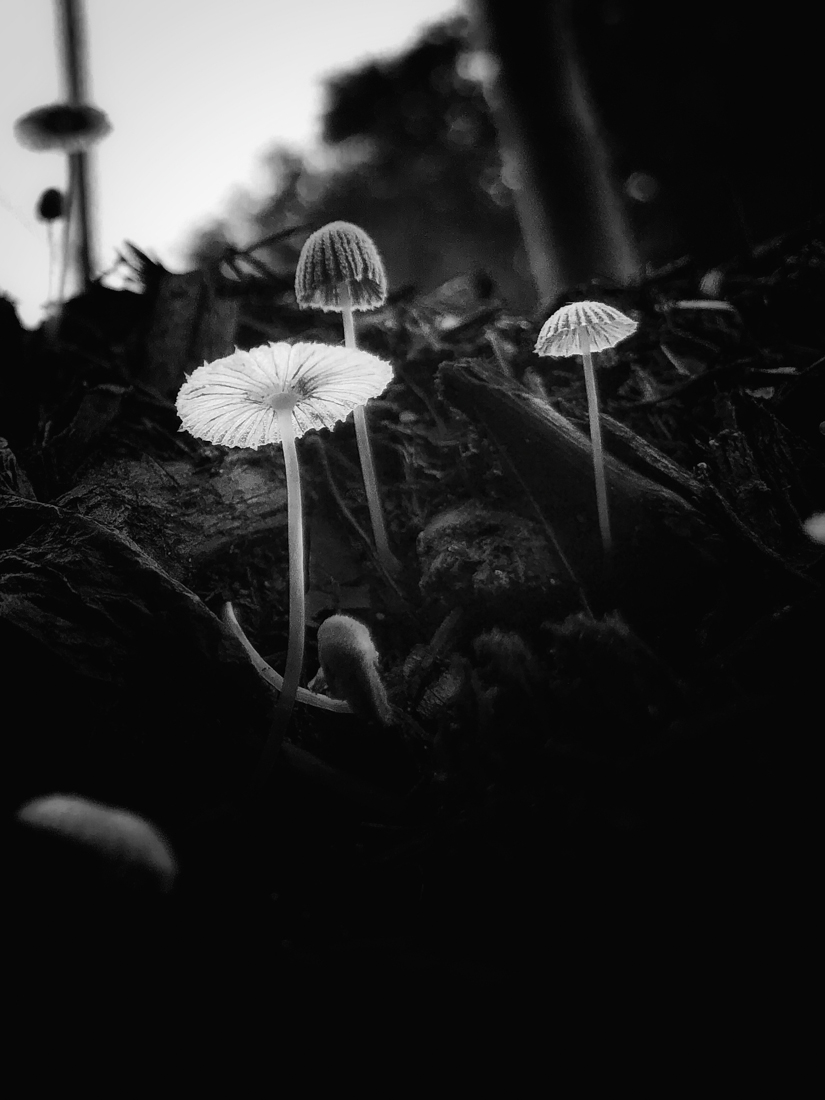 The Little Umbrella